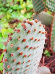 Opuntia microdasys