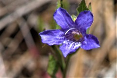 Ruellieae