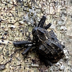 Hypsophorus dromedarius