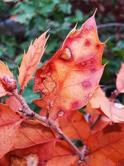 Xylella fastidiosa