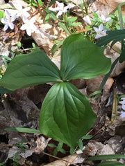 Trillium grandiflorum