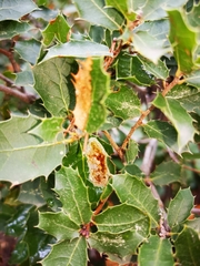 Xylella fastidiosa