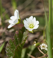 Cerastium viride