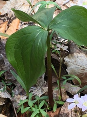 Trillium grandiflorum