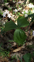 Trillium grandiflorum