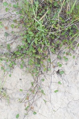 Convolvulus waitaha