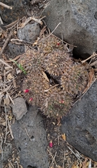Mammillaria karwinskiana karwinskiana