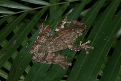 Itapotihyla langsdorffii