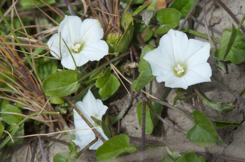 Convolvulus waitaha