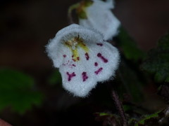 Jovellana repens