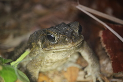 Rhinella marina