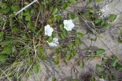 Convolvulus waitaha