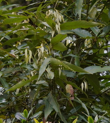 Lithocarpus amygdalifolius
