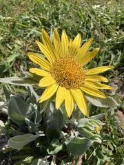 Wyethia helenioides