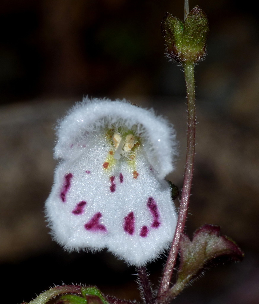 Jovellana repens