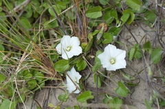Convolvulus waitaha