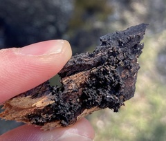 Cryptostroma