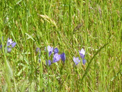 Triteleia laxa