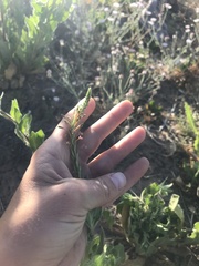 Oenothera curtiflora