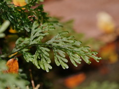 Hymenophyllum australe