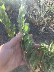 Oenothera curtiflora