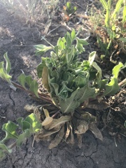Oenothera curtiflora