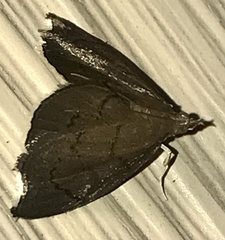 Perispasta caeculalis