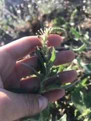Oenothera curtiflora