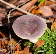 Russula purpureoflava