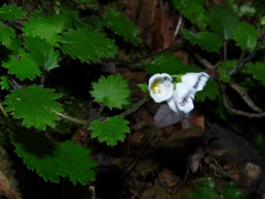Jovellana repens