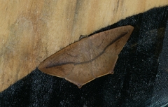 Prochoerodes tetragonata