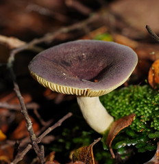 Russula purpureoflava