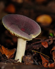 Russula purpureoflava