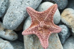 Diplodontias miliaris