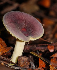 Russula purpureoflava