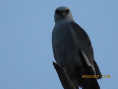 Elanus leucurus leucurus