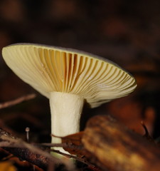 Russula purpureoflava