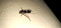 Enaphalodes taeniatus