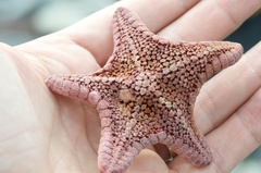 Diplodontias miliaris