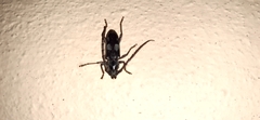 Enaphalodes taeniatus