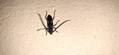 Enaphalodes taeniatus