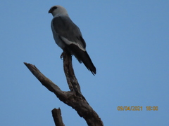 Elanus leucurus leucurus