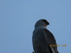 Elanus leucurus leucurus