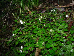 Jovellana repens
