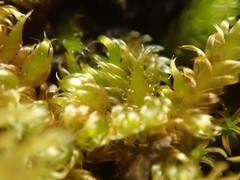 Hypnum dieckii