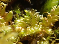 Hypnum dieckii
