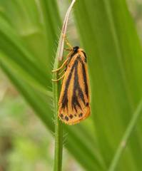 Setina aurita