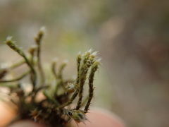 Hedwigia stellata