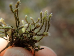 Hedwigia stellata
