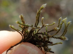 Hedwigia stellata